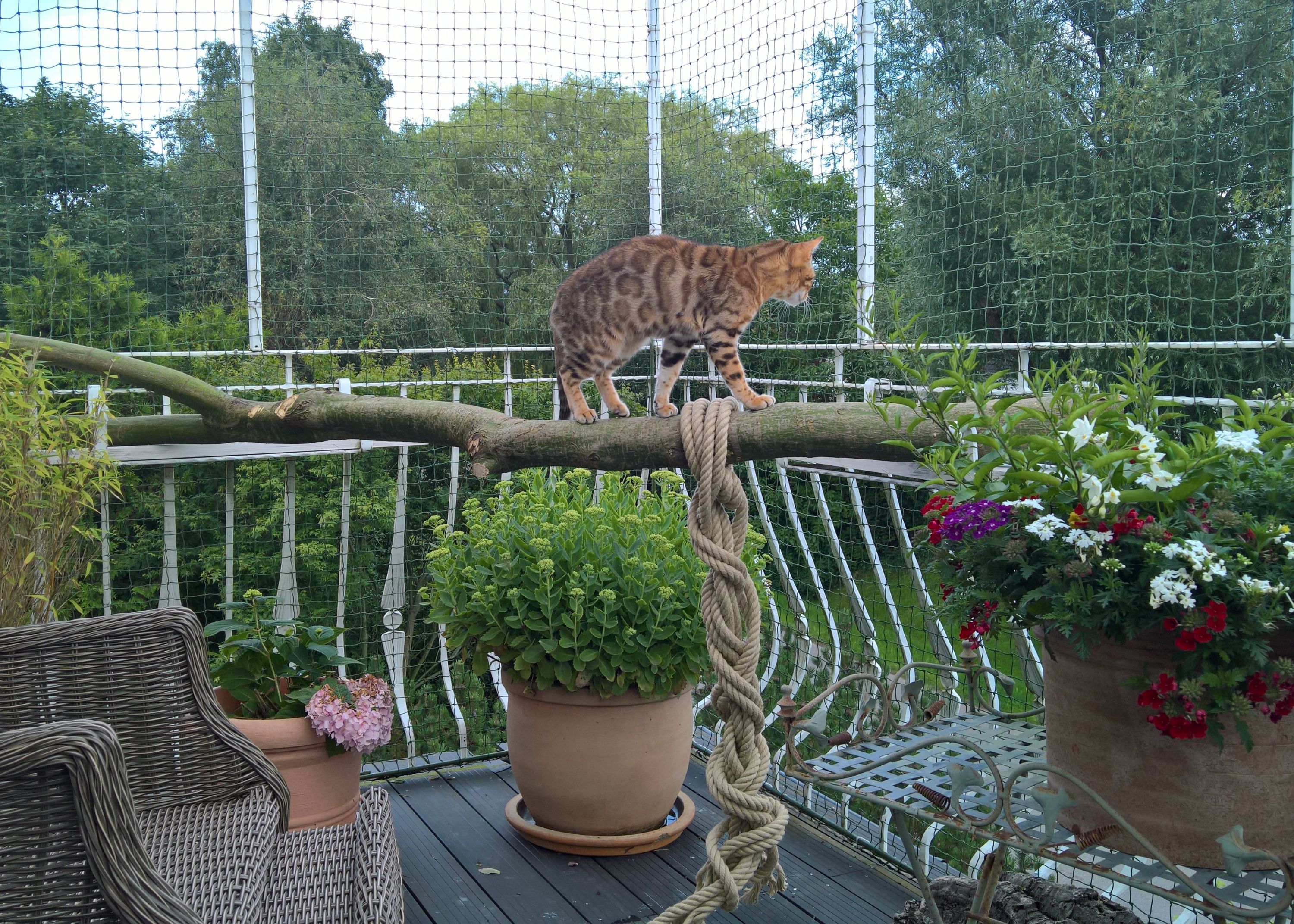 garten günstig katzensicher machen