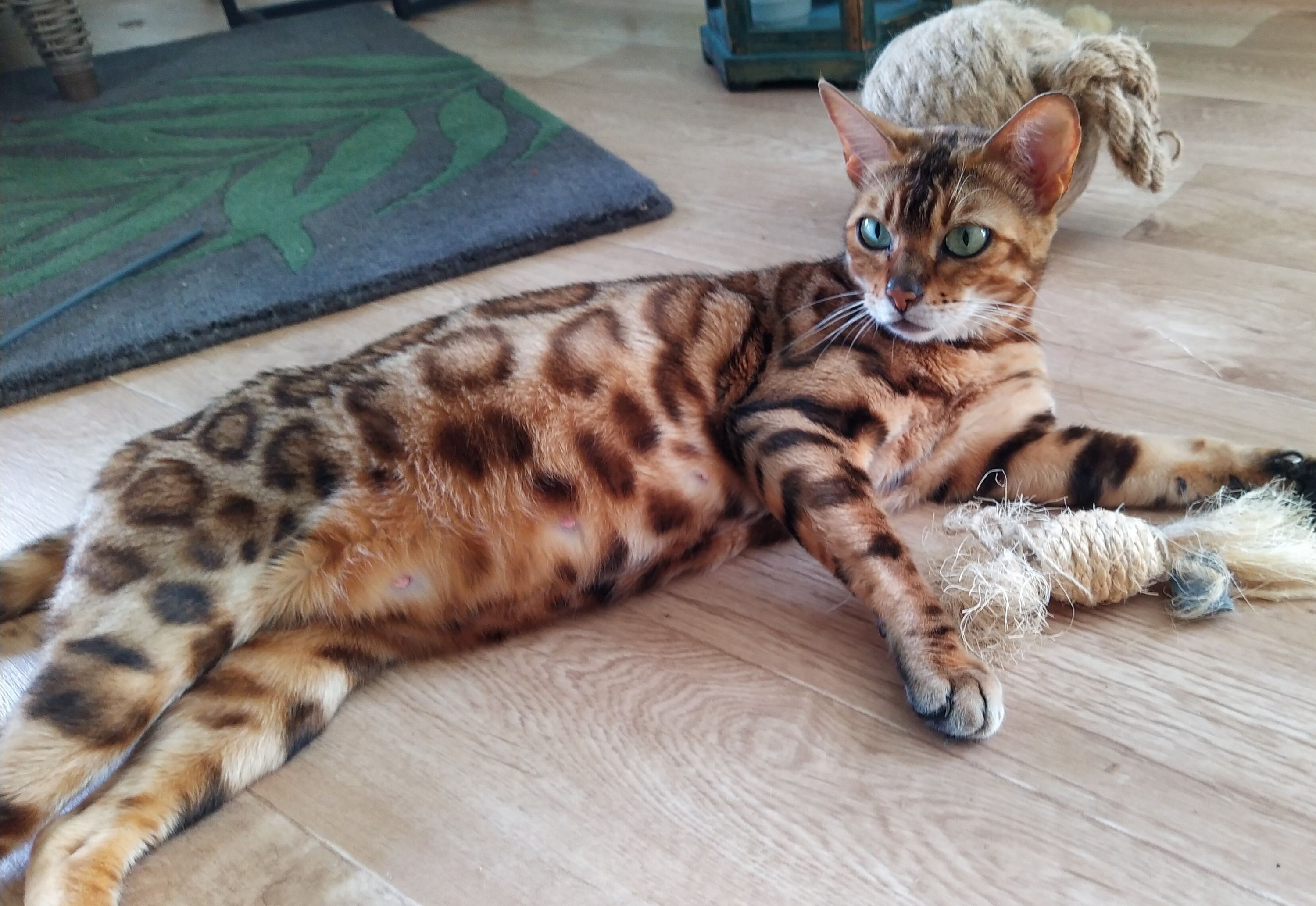 Bengalkitten - WildDream Bengalkatzen