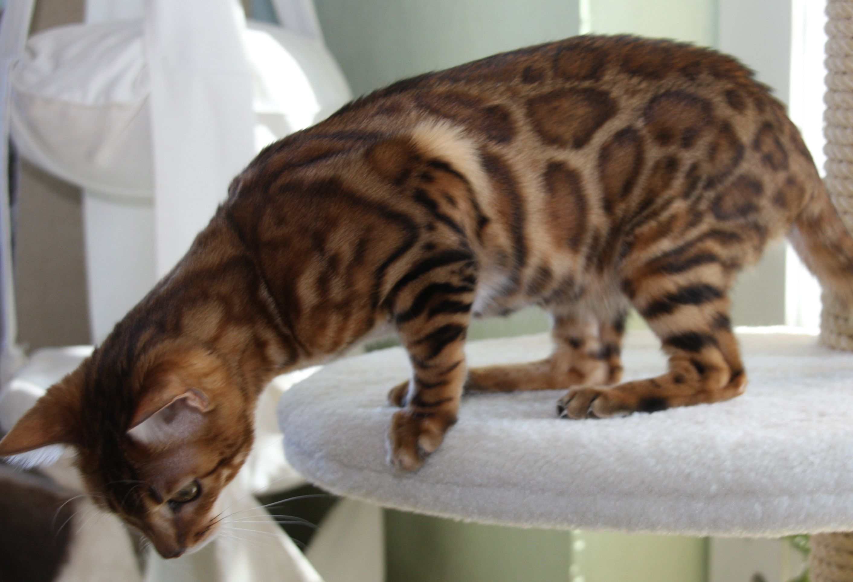 WildDream Bengalkatzen - Jala